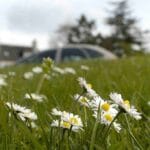 Pesky Pollen: How to Protect Your Car’s Finish
