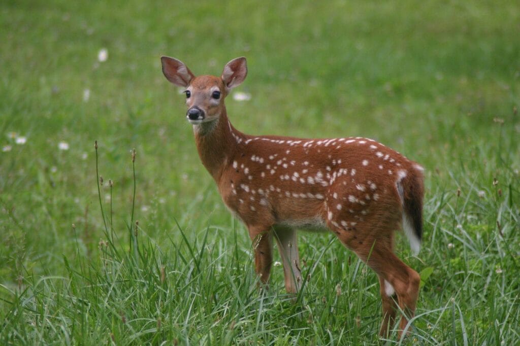 deer in grass. Fall is the time to be alert for possible deer collisions.