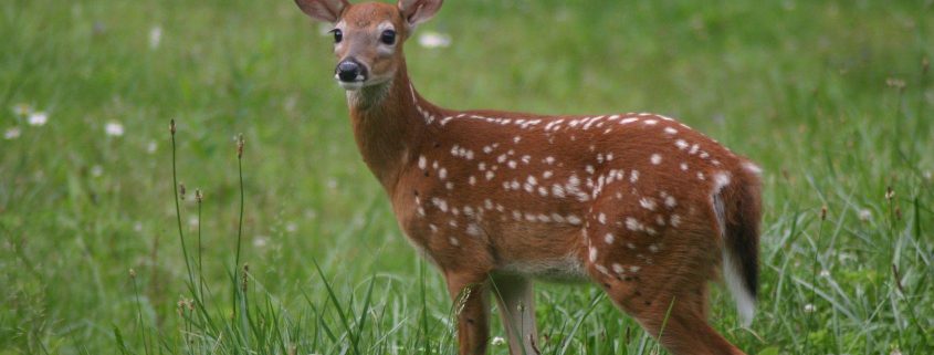 deer in grass. Fall is the time to be alert for possible deer collisions.