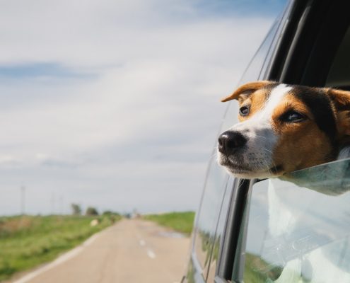 Photo of beagle puppy with his head out of a moving vehicle