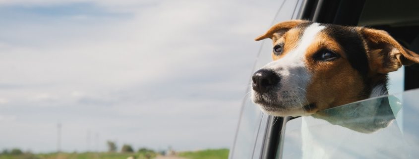Photo of beagle puppy with his head out of a moving vehicle